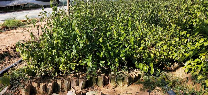 秤星木岗梅根种苗基地直发量大优惠欢迎来电咨询
