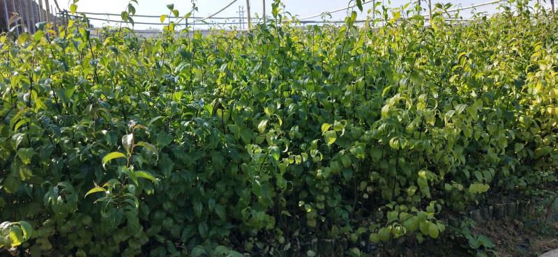秤星木岗梅根种苗基地直发量大优惠欢迎来电咨询