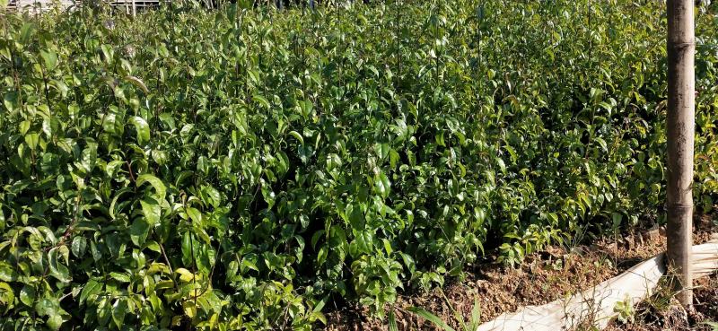 秤星木岗梅根种苗基地直发量大优惠欢迎来电咨询