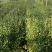 秤星木岗梅根种苗基地直发量大优惠欢迎来电咨询