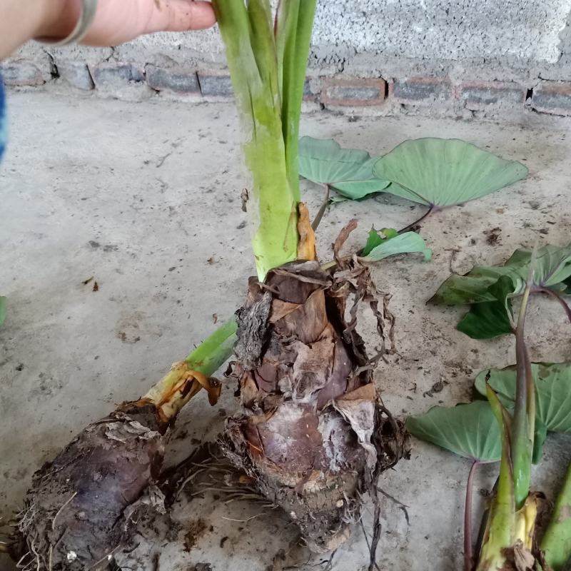 广西正宗荔浦芋头，香芋槟榔芋粉糯香甜，荔浦产地发货