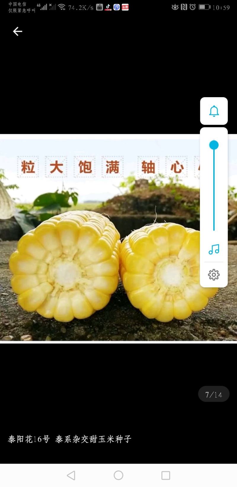 高产优质杂交种子