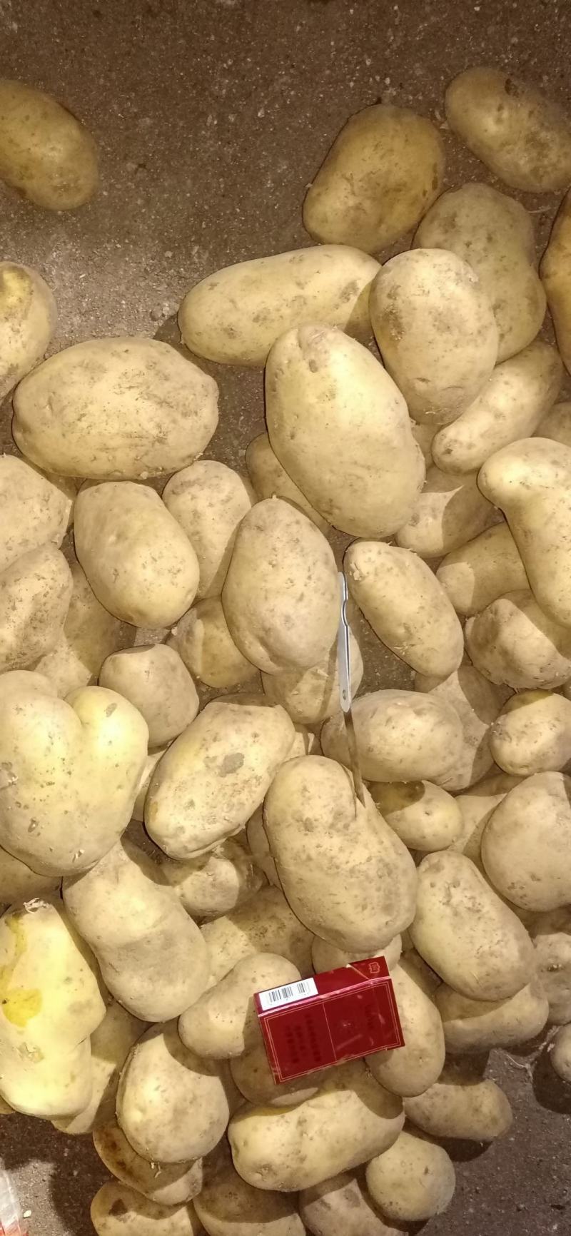 四子王旗226土豆