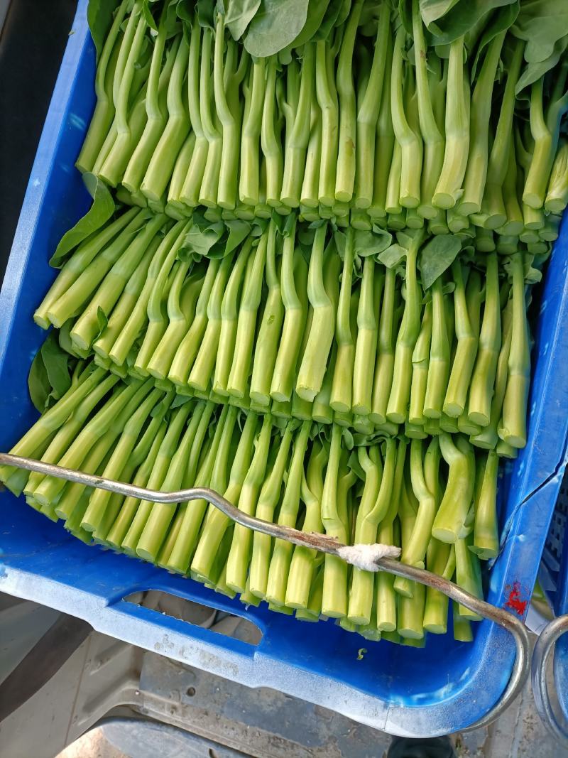 菜心底价放货