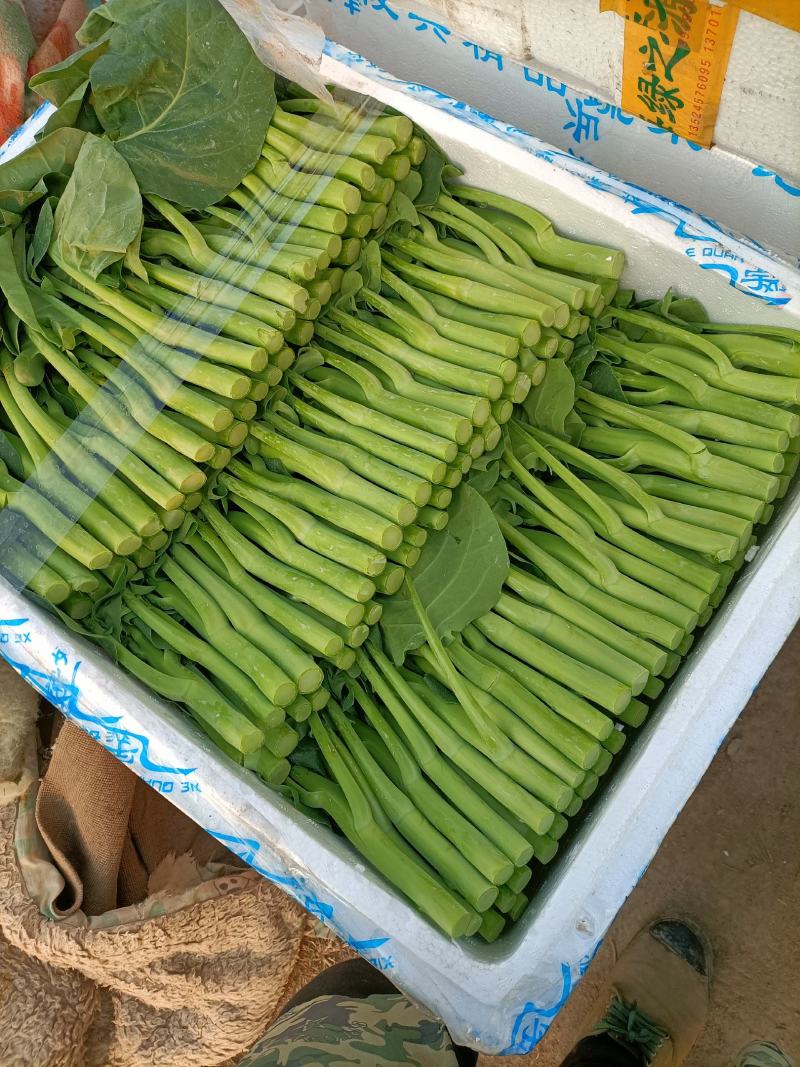 菜心底价放货