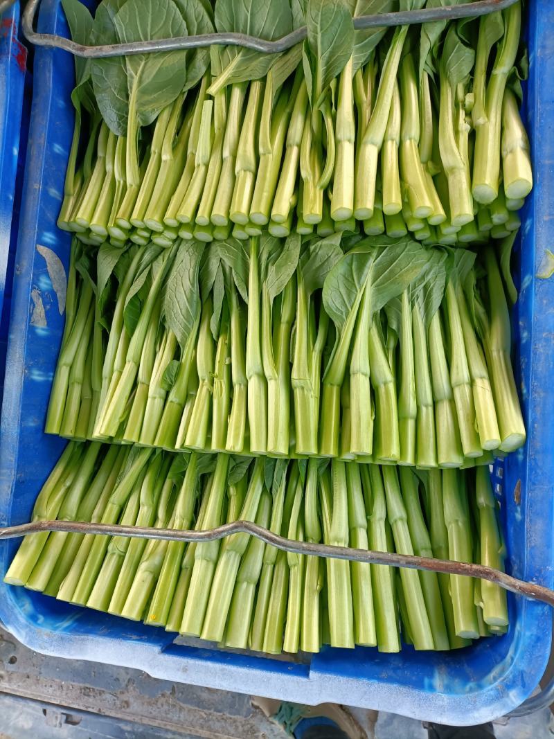 菜心底价放货