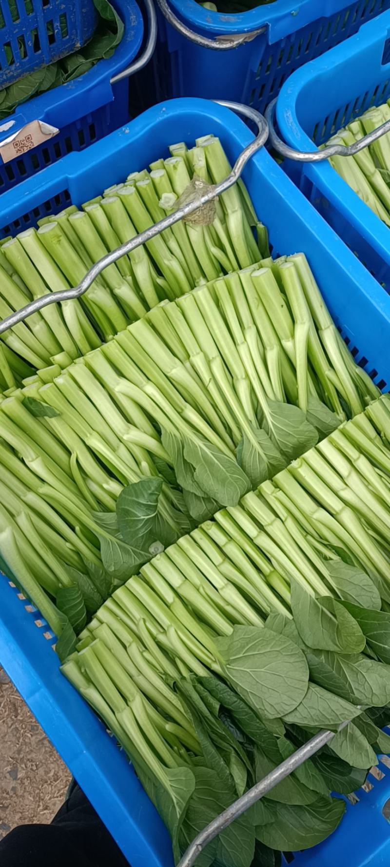 菜心底价放货
