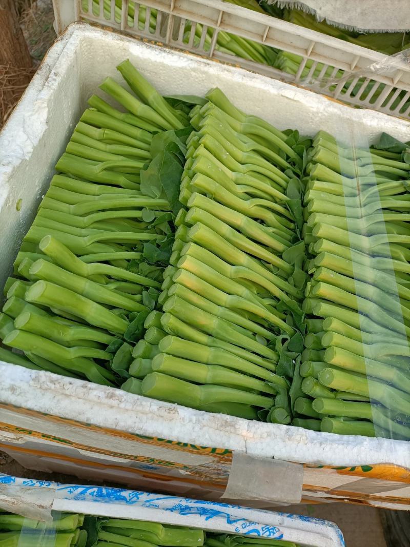 菜心底价放货
