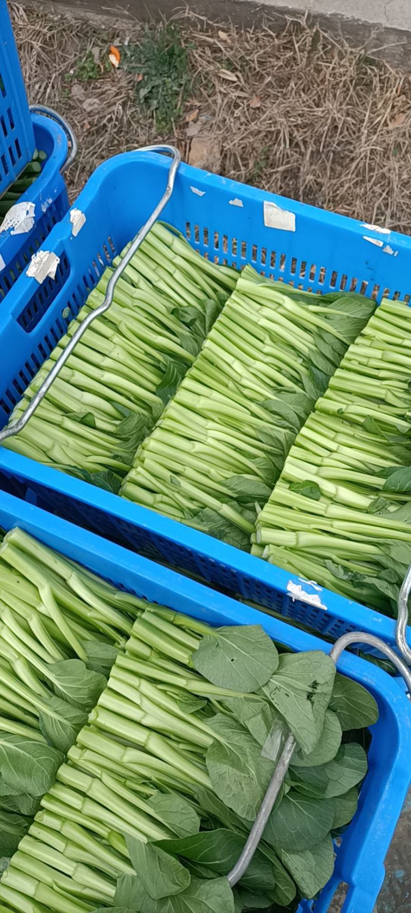 菜心底价放货