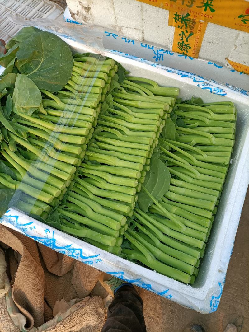 菜心底价放货