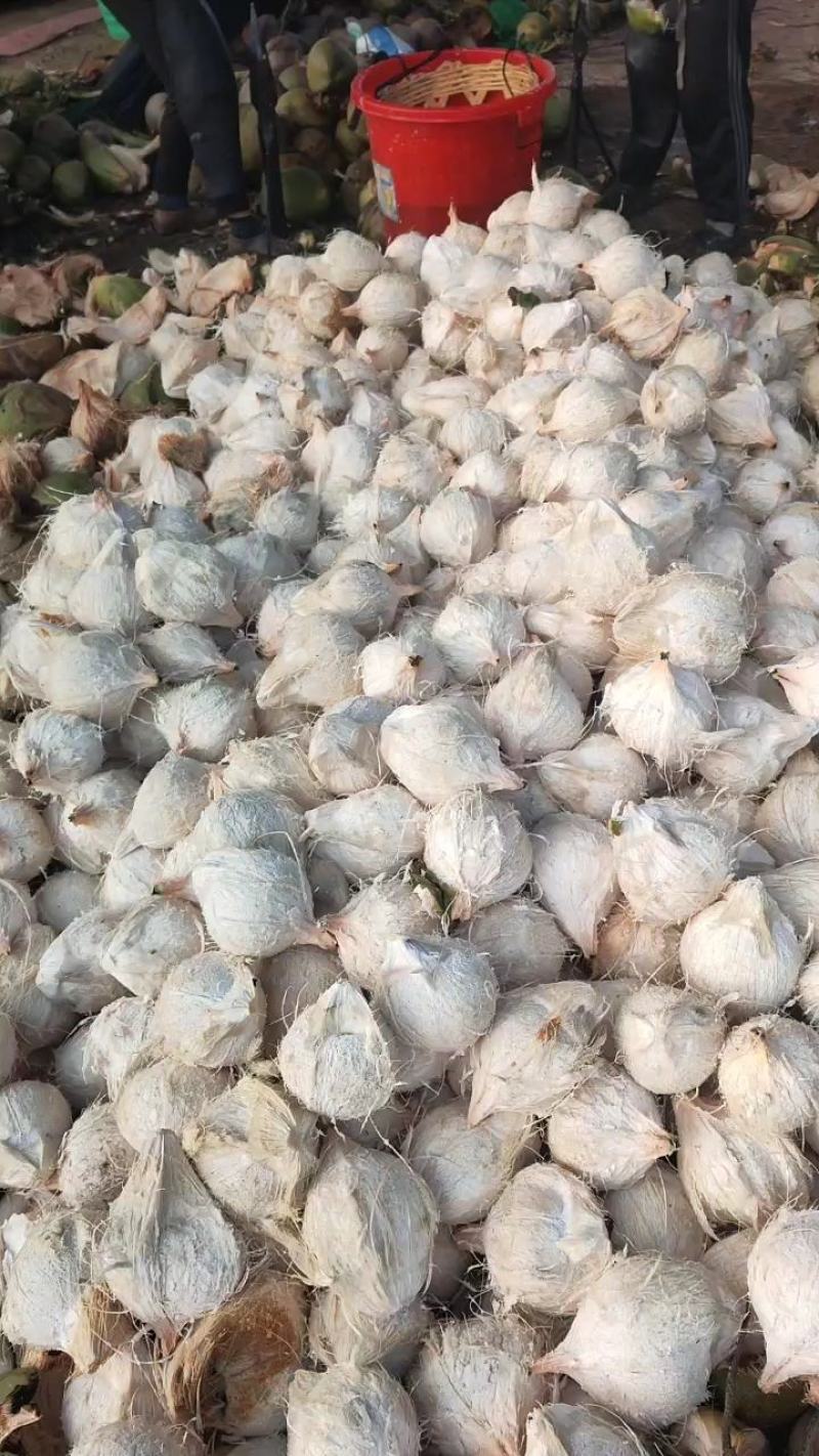 海南椰子长期有货原地直发量大优惠全国发货