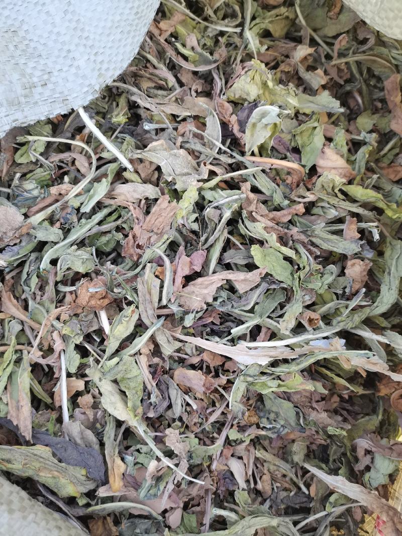 甘肃大青叶