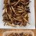 蛋白虫