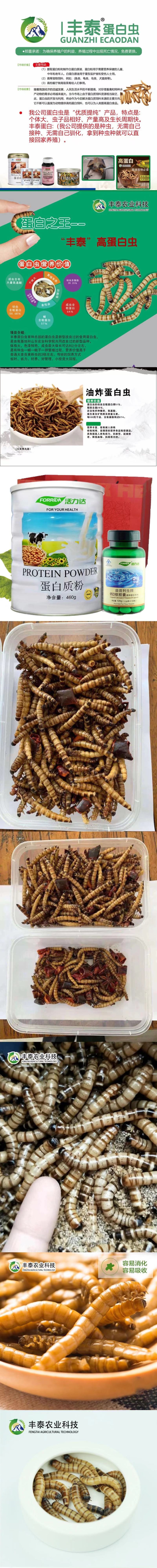 蛋白虫