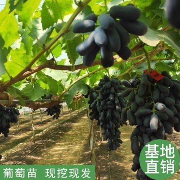 嫁接蓝宝石葡萄苗南北方种植包成活技术指导可签合同