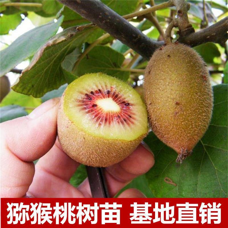 优质猕猴桃苗盆栽地栽南北适种批发量大从优包邮