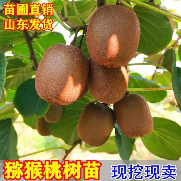 优质猕猴桃苗盆栽地栽南北适种批发量大从优包邮