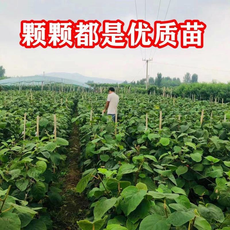 优质猕猴桃苗盆栽地栽南北适种批发量大从优包邮