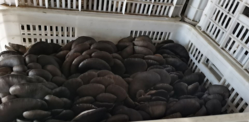 【推荐】新鲜平菇/小黑平菇货量充足/质优价廉/全国接单