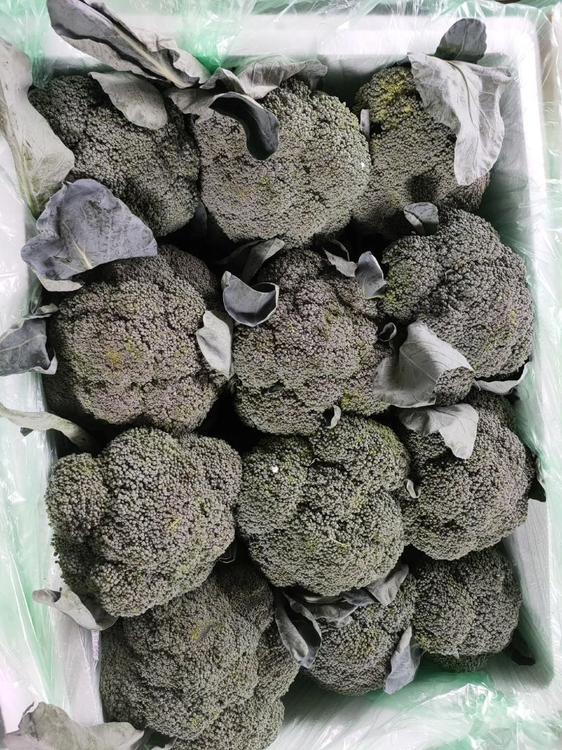 云南耐寒西蓝花优秀西兰花