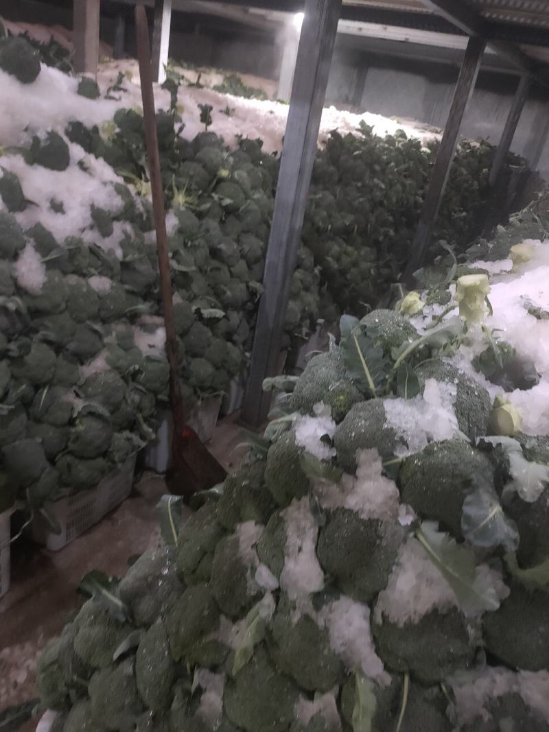 云南耐寒西蓝花优秀西兰花