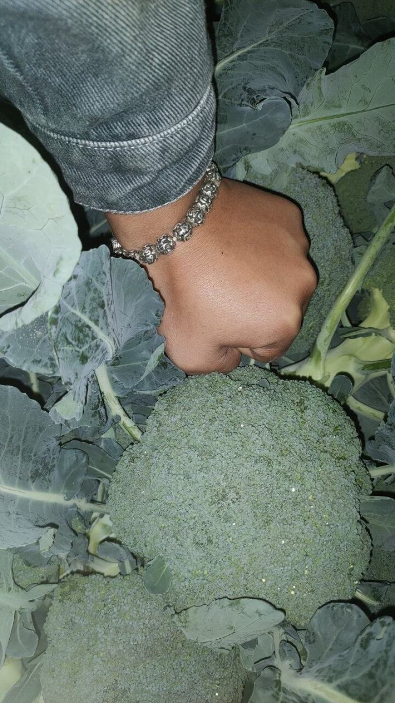 云南耐寒西蓝花优秀西兰花