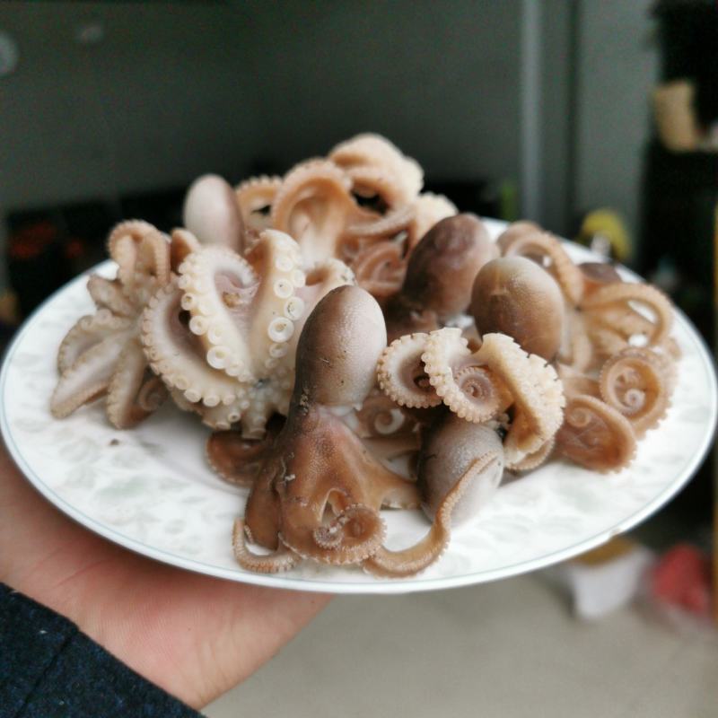 【渤海特产】熟八爪鱼章鱼短腿海捕新鲜源头货源无杂质不牙碜