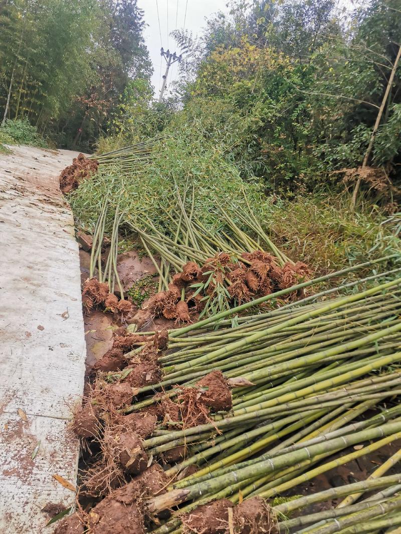 精品绿化竹苗斑竹苗雷竹苗水竹苗金竹苗钢竹苗欢迎选购