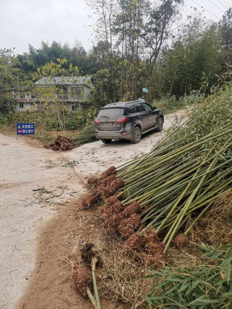 精品绿化竹苗斑竹苗雷竹苗水竹苗金竹苗钢竹苗欢迎选购