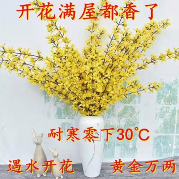 (黄金万两)寸寸金干支梅插花连翘花枝遇水开花鲜花植物耐寒