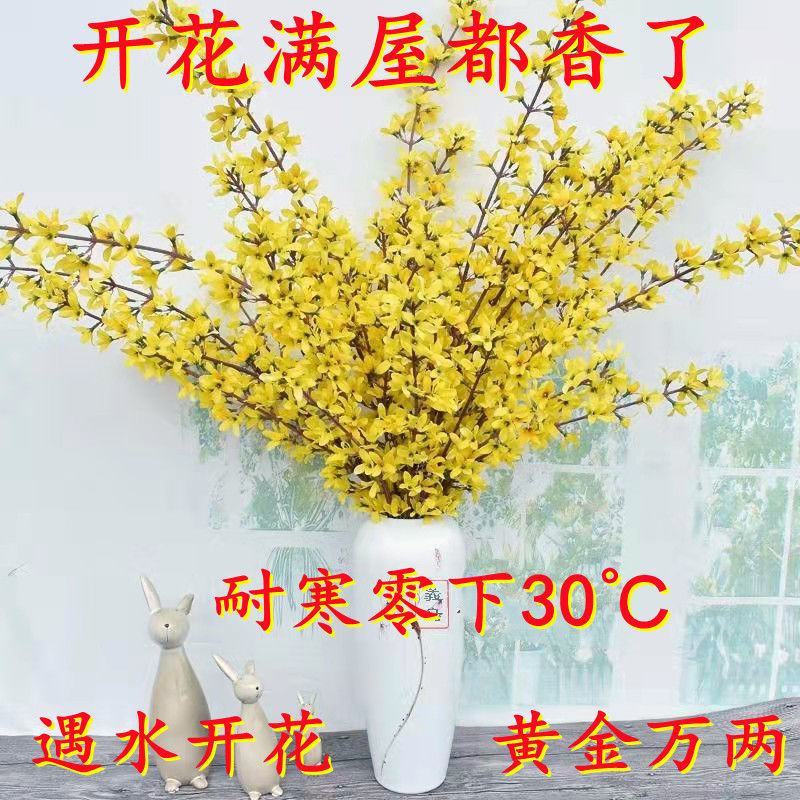 (黄金万两)寸寸金干支梅插花连翘花枝遇水开花鲜花植物耐寒