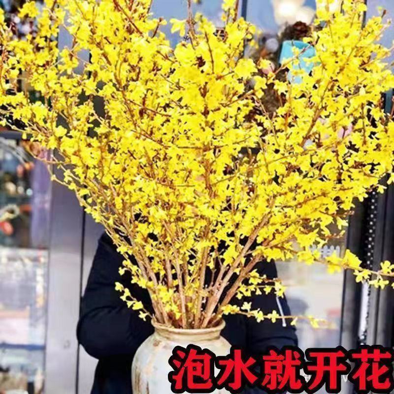 (黄金万两)寸寸金干支梅插花连翘花枝遇水开花鲜花植物耐寒
