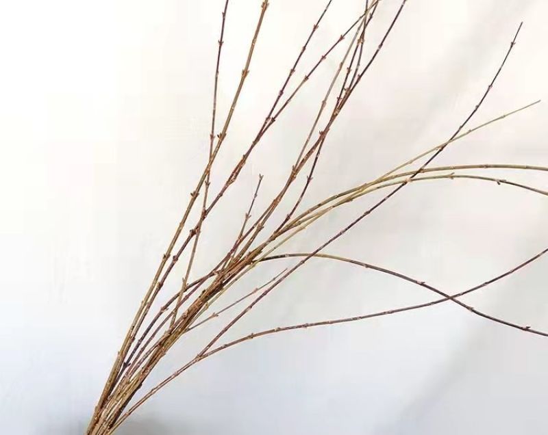 (黄金万两)寸寸金干支梅插花连翘花枝遇水开花鲜花植物耐寒