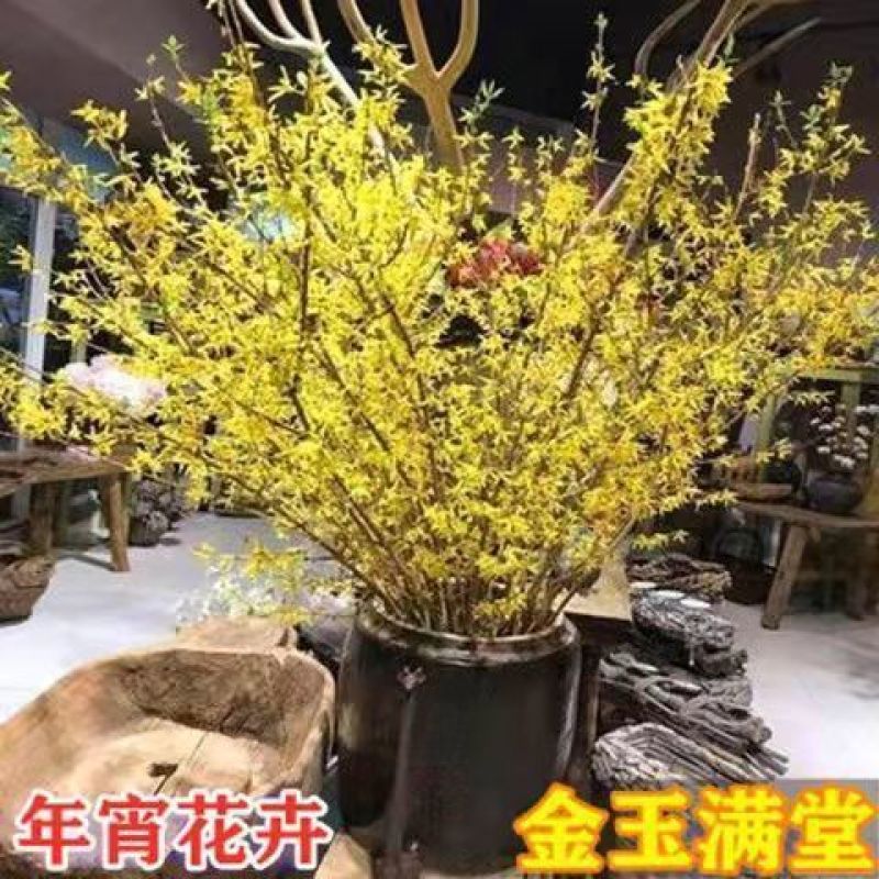 (黄金万两)寸寸金干支梅插花连翘花枝遇水开花鲜花植物耐寒