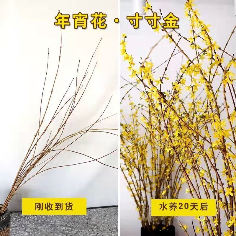 (黄金万两)寸寸金干支梅插花连翘花枝遇水开花鲜花植物耐寒