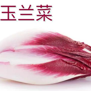 精品红玉兰菜芽球菊苣一斤也是批发价厂家直供