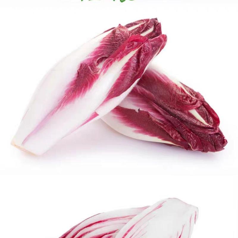 精品红玉兰菜芽球菊苣一斤也是批发价厂家直供