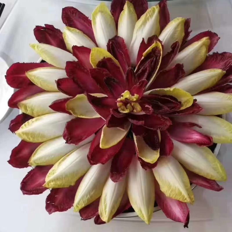 精品红玉兰菜芽球菊苣一斤也是批发价厂家直供