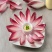 精品红玉兰菜芽球菊苣一斤也是批发价厂家直供