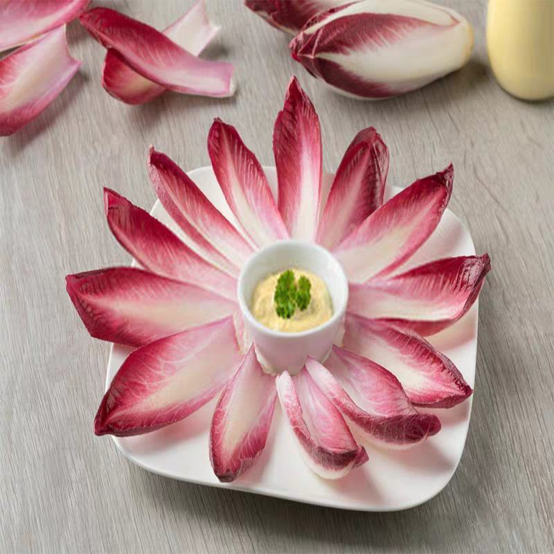 精品红玉兰菜芽球菊苣一斤也是批发价厂家直供