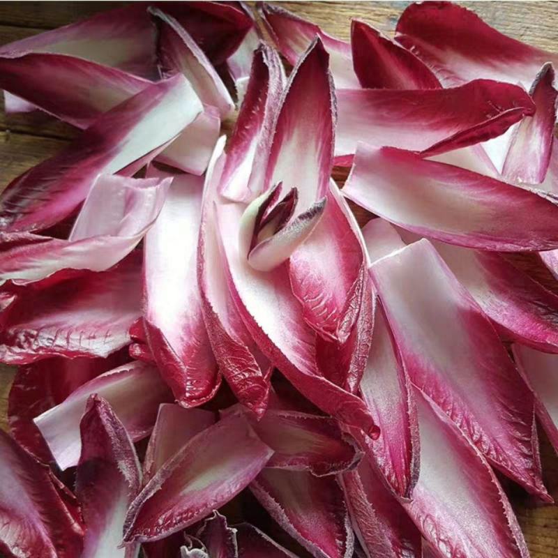 精品红玉兰菜芽球菊苣一斤也是批发价厂家直供