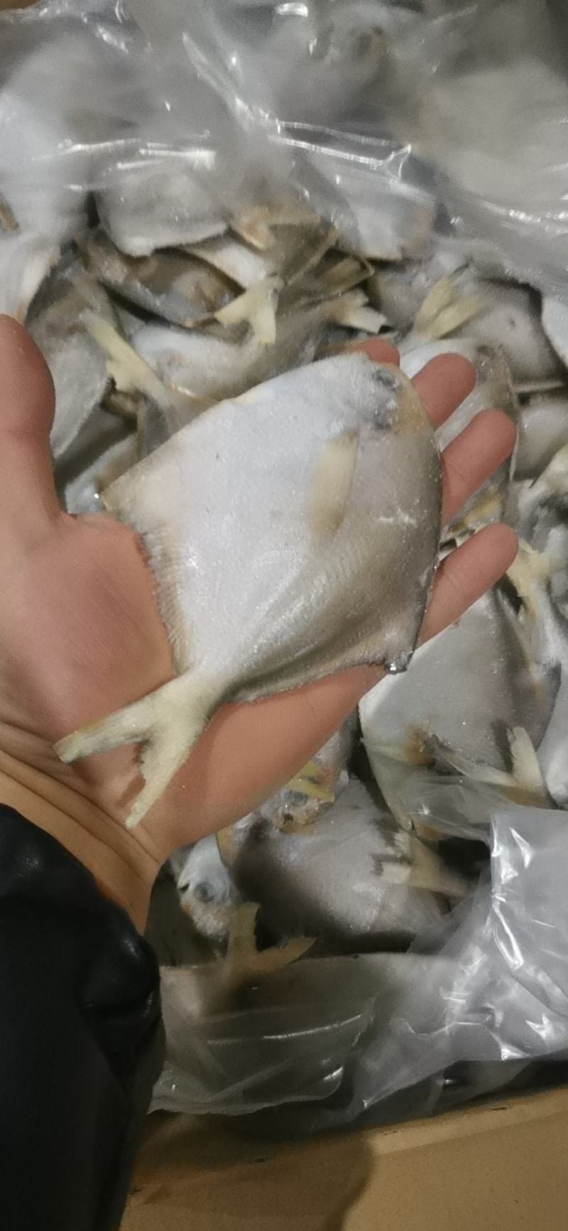 1-2银鲳鱼单冻的冰衣很小不包运费量大从优