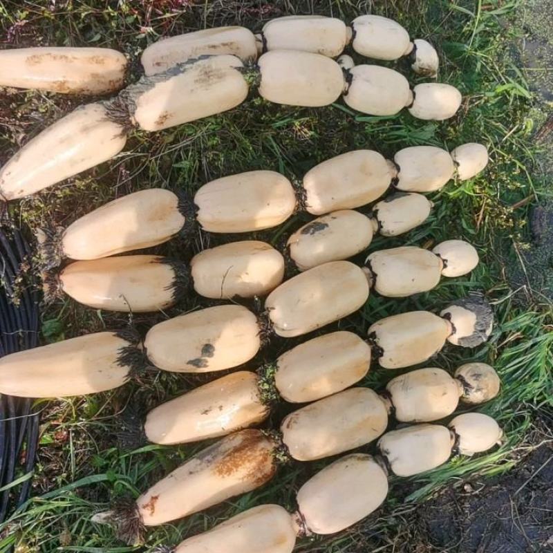 手工藕粉无泥沙，无添加，口感润滑真藕粉，量大从优