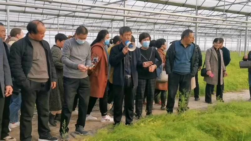 速生粗大芽多高产一代芦笋苗盛丰芦笋苗量大优惠