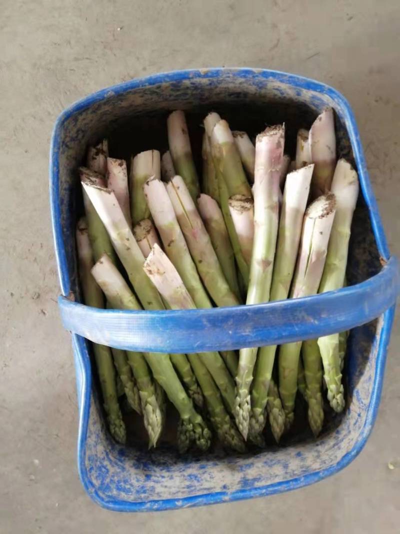 速生粗大芽多高产一代芦笋苗盛丰芦笋苗量大优惠