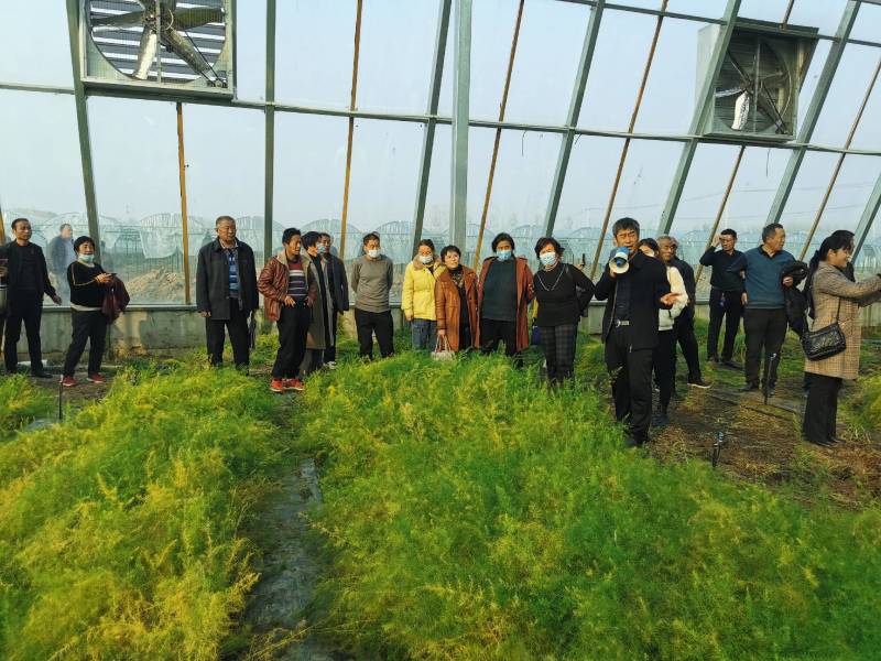 速生粗大芽多高产一代芦笋苗盛丰芦笋苗量大优惠