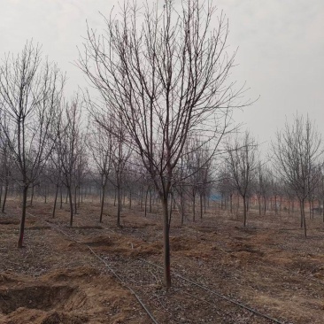 紫叶稠李树