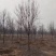 紫叶稠李树