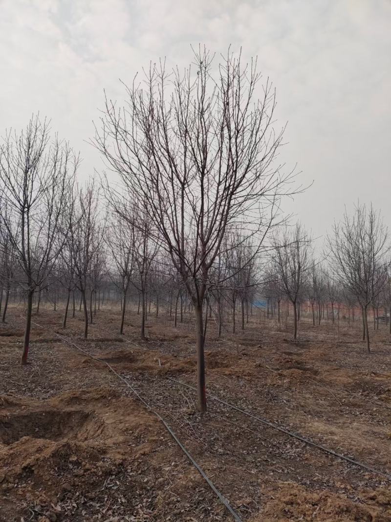 紫叶稠李树