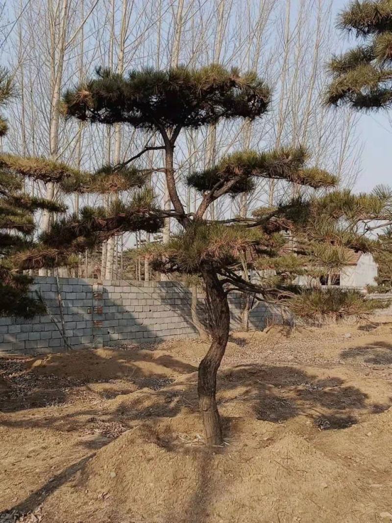 造型油松，大量供应各种规格2.5米到8米